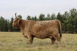 CBS Jade 13Y (D) x WL Genesis (ET,PV,D) Heifer-Sexed Embryos