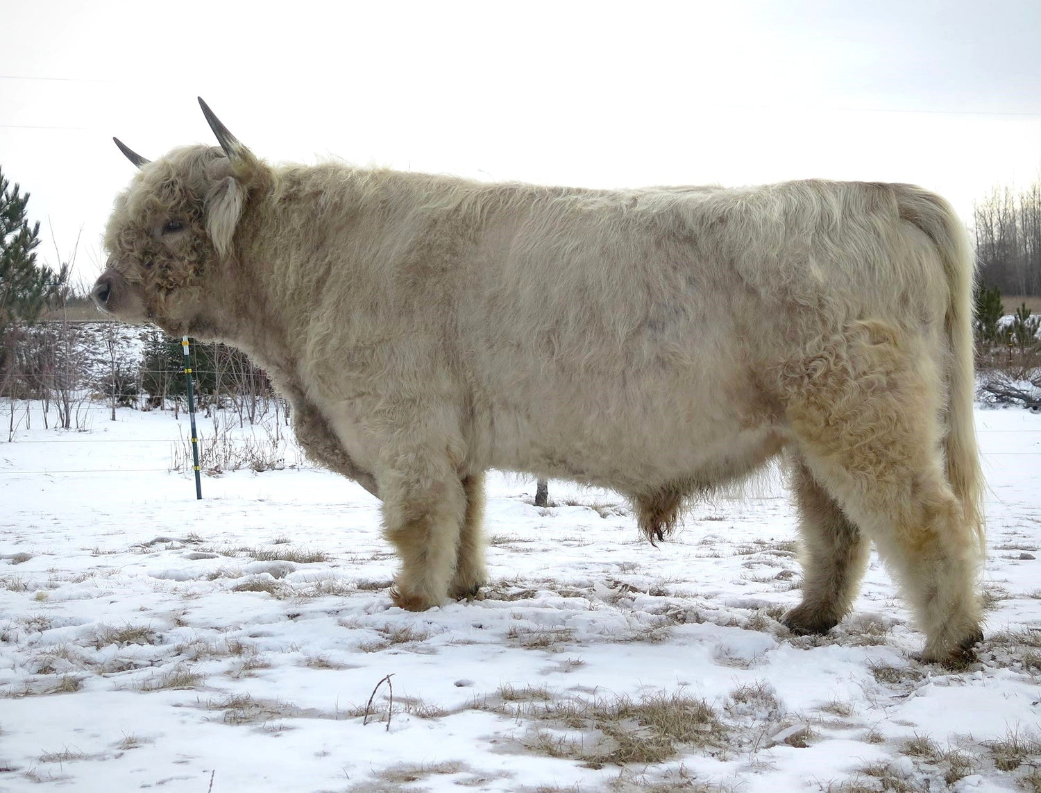 CBS No Excuses Heifer sex-sorted semen (US Only) (As low as $175)