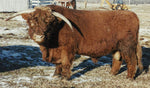 DH Express (D) Conventional Semen (U.S Only)