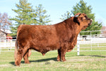 DH Premier (D) Conventional Semen (US Only) As Low as $100