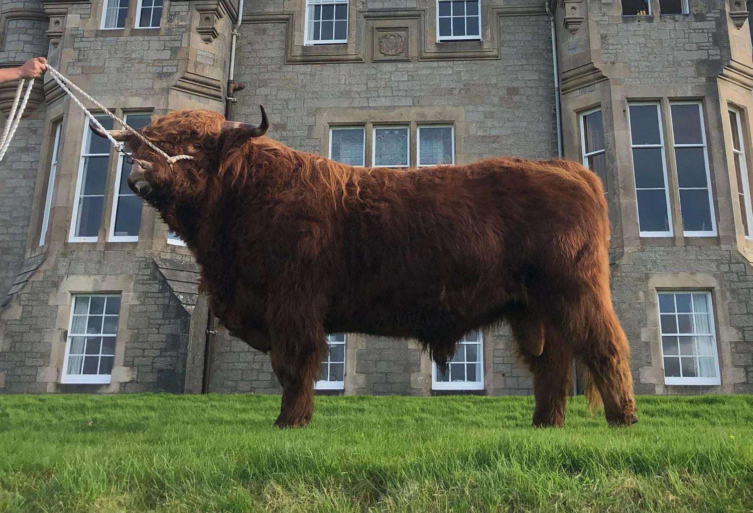Schon Boden's Lydia (51534) x Philip of Glengorm (64533) Sexed for Heifers Only