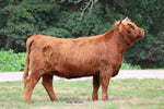 WL Nadia (ETPV,D) x WL Lincoln (ET,D) Heifer-Sexed Embryos