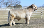 WL Genesis (ET,D) Conventional Semen (CSS Qualified to Canada & Australia) As low as $150 USD