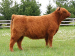 WL Hail to the Queen (59947) x WL Genesis (59067) (Sexed for Heifers only)