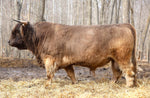 WL Jaguar (AI,D) Heifer Sex-Sorted Semen (CSS Qualified)