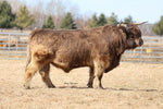 WL Jaguar (AI,D) Conventional Semen (CSS Qualified/CANADA ONLY) As low as $75 USD