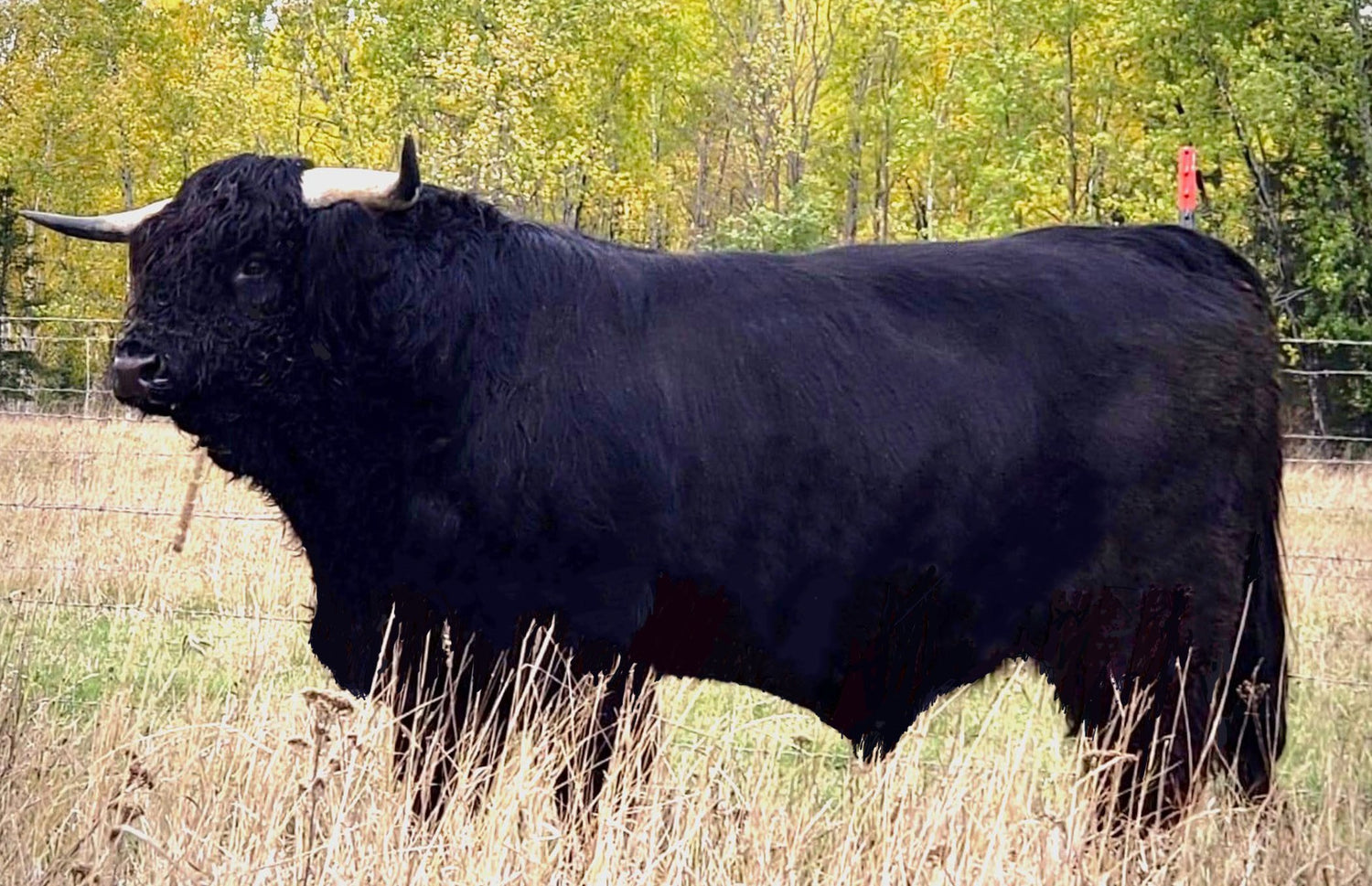 Wild River Bear (AI, D) Conventional Semen (U.S Only)