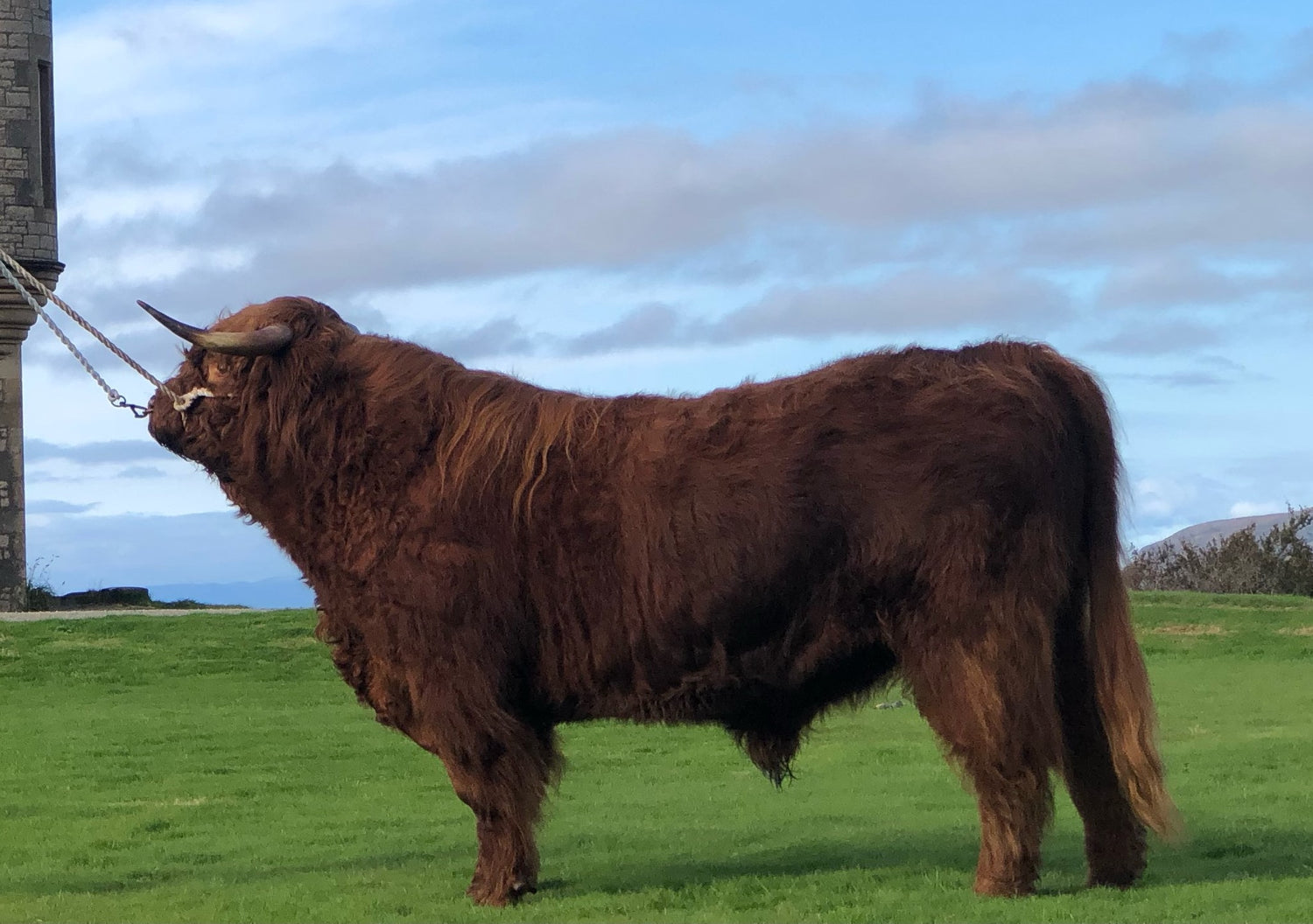 Philip of Glengorm (D) - For AI Use Only - Not For Embryo Production (U.S Only)