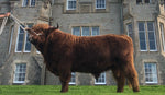 Philip of Glengorm (D) - For AI Use Only - Not For Embryo Production (CSS) CANADA ONLY