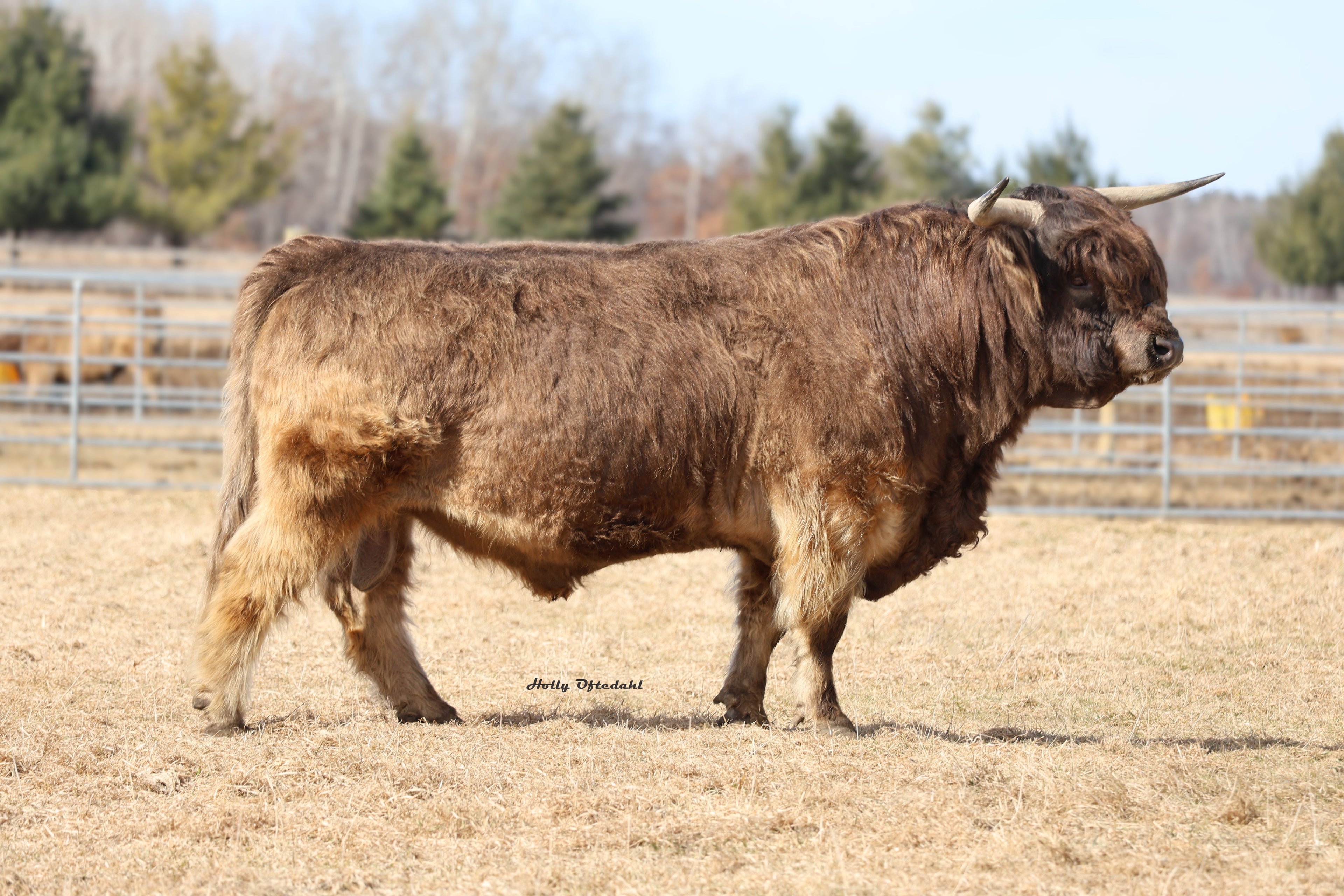 Canada Semen