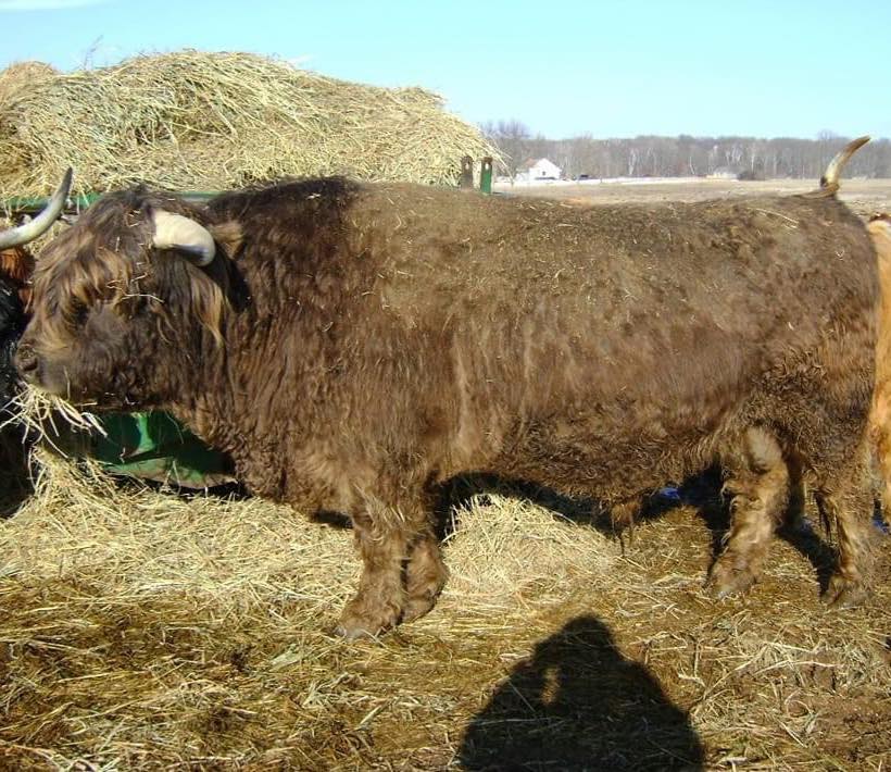 Buckwheat of Gurholt (D) + Conventional Semen (U.S Only)