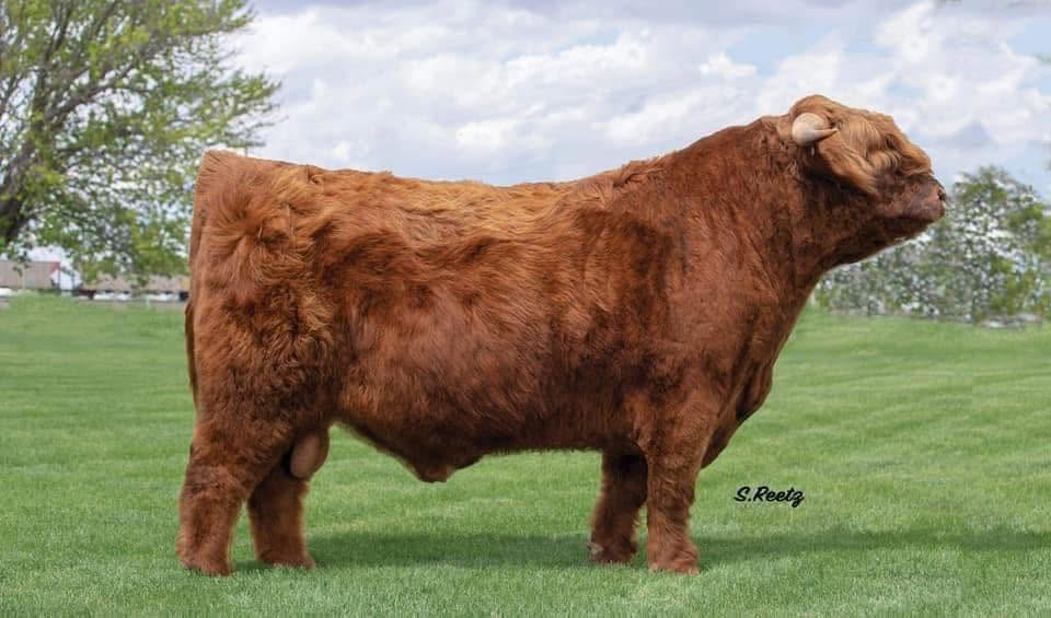 STR Armageddon (ET,D) Conventional Semen (U.S Only)