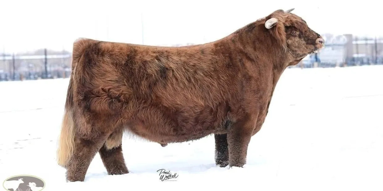 CBS Jade 13Y(51121) x STR Encore(62210) Sexed for Heifers Only