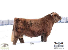 Load image into Gallery viewer, CBS Jade 13Y(51121) x STR Encore(62210) Sexed for Heifers Only
