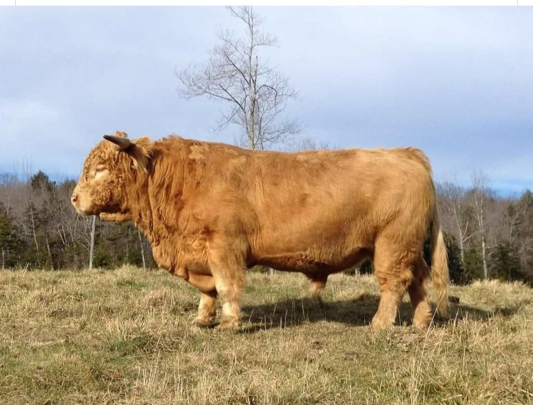 Trafalgar Sampson II (D) Conventional Semen (U.S Only)