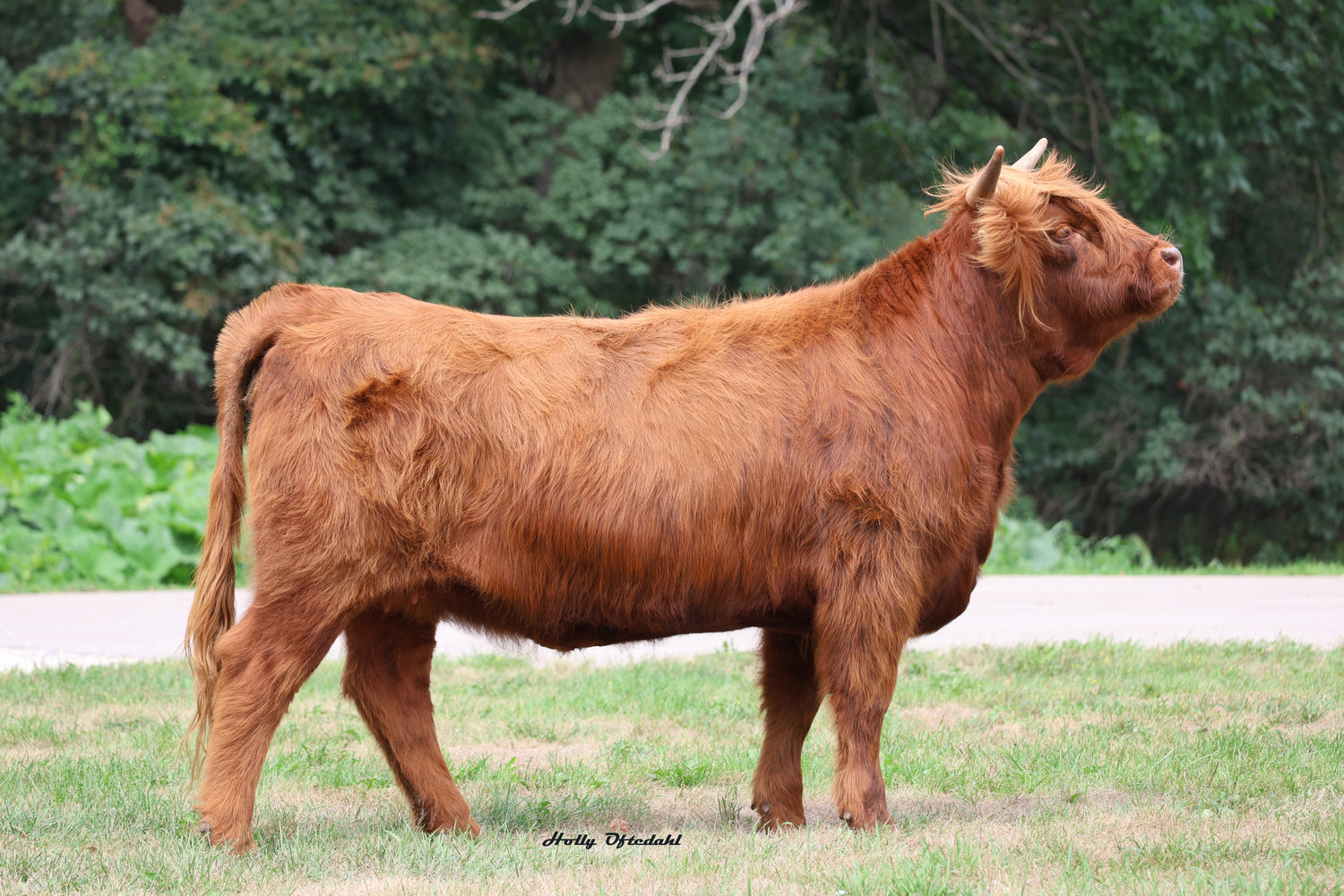 WL Nadia (ETPV,D) x WL Lincoln (ET,D) Heifer-Sexed Embryos
