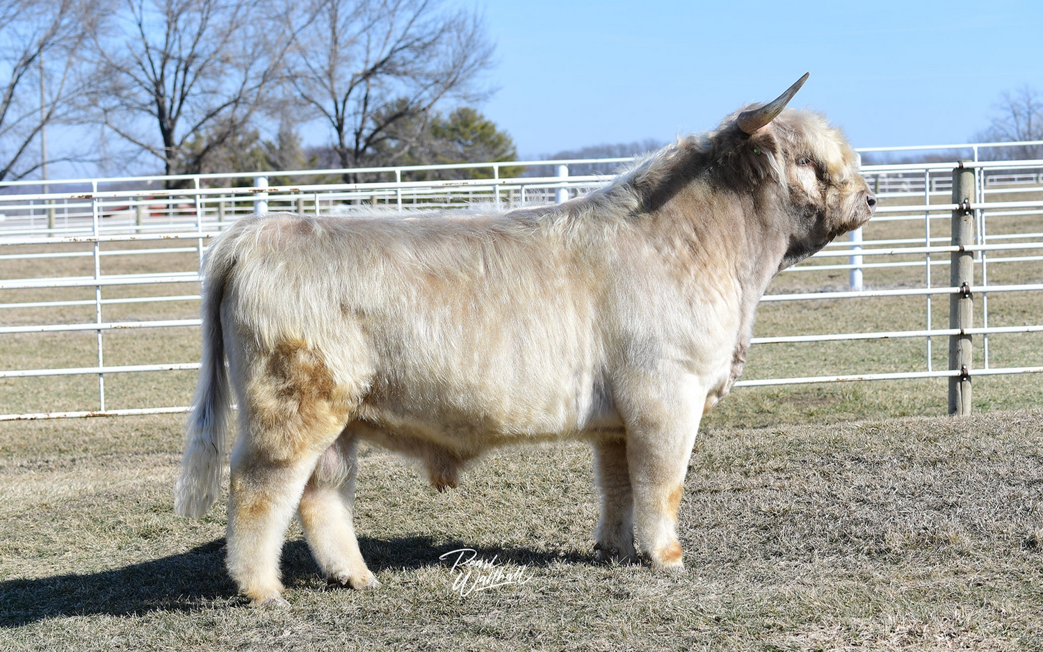 CBS Jade 13Y (51121) x WL Genesis (59067) Sexed for Heifers Only