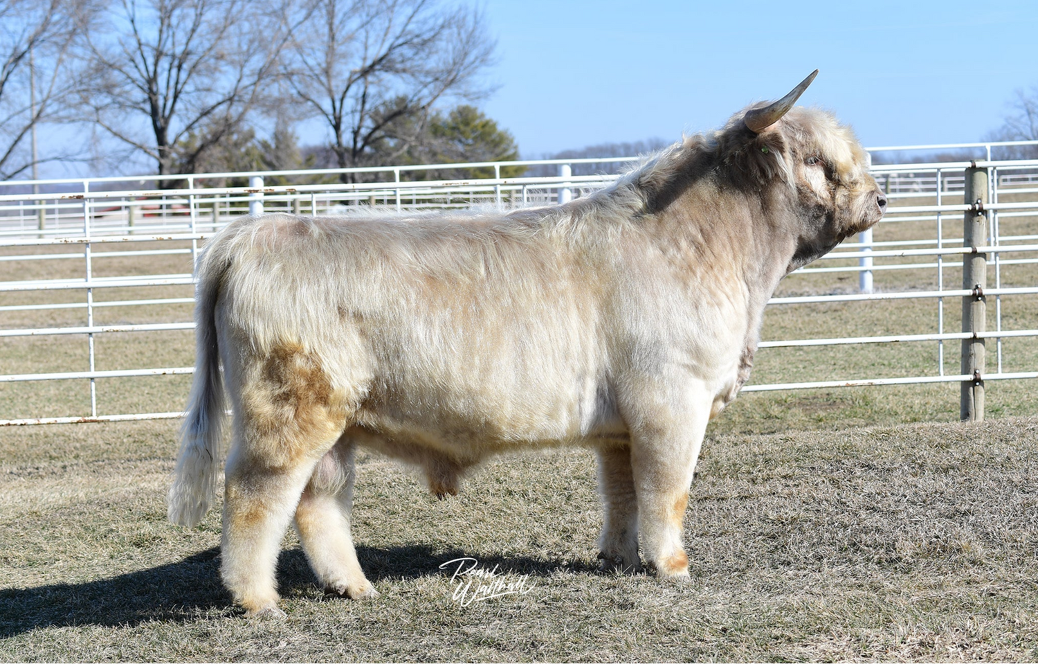 WL Genesis (ET,D) Conventional Semen (CSS Qualified to Canada & Australia) As low as $150 USD
