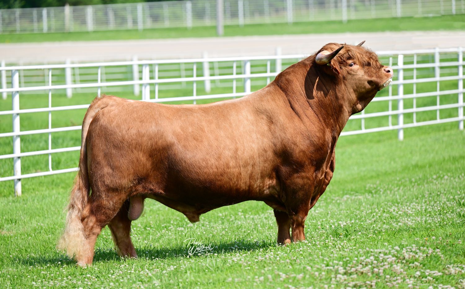 WL Lincoln (ET,D) Conventional Semen (CSS Qualified)