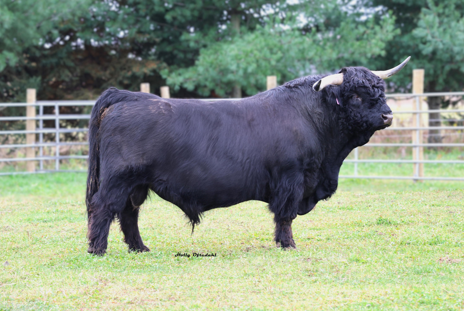 Wild River Bear (AI, D) Conventional Semen (U.S Only)