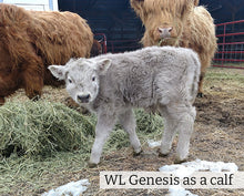 Load image into Gallery viewer, WL Genesis (ET,D) Highland Bull as a calf
