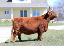 Load image into Gallery viewer, Gray Owl&#39;s Britta (55429) x GOF Broadstone 13B (24822) (Sexed for Heifers only)
