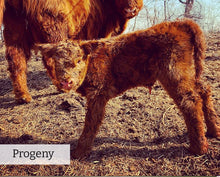 Load image into Gallery viewer, Progeny of HSC Elijah (AI,D) Highland Bull
