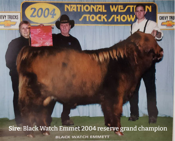 Black Watch Emmet, Sire to HSC Elijah (AI,D) Highland Bull