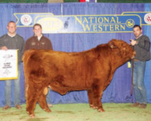 Load image into Gallery viewer, HSC Elijah (AI,D) Highland Bull
