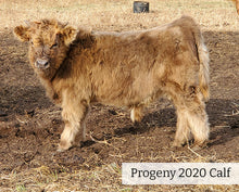 Load image into Gallery viewer, 2020 Progenty of WL Genesis (ET,D) Highland Bull
