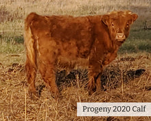 Load image into Gallery viewer, 2020 Progeny of WL Genesis (ET,D) Highland Bull

