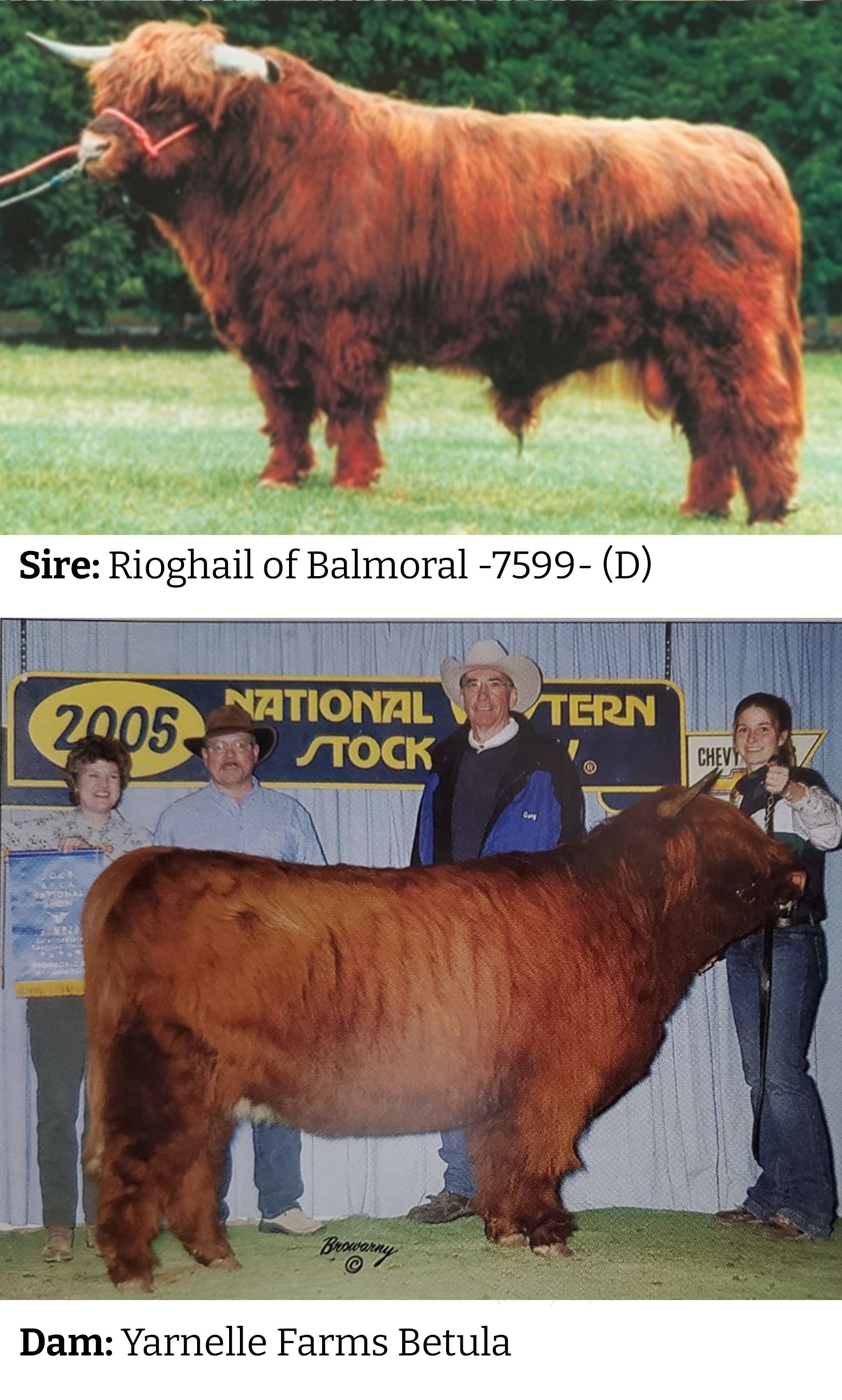 Parents of STR Armageddon (ET,D) Highland bull, Sire: Rioghail of Balmoral & Dam: Yarnelle Farms Betula