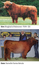 Load image into Gallery viewer, Parents of STR Armageddon (ET,D) Highland bull, Sire: Rioghail of Balmoral &amp; Dam: Yarnelle Farms Betula
