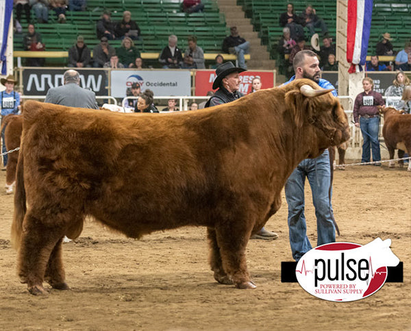 STR Armageddon (ET,D) Highland bull