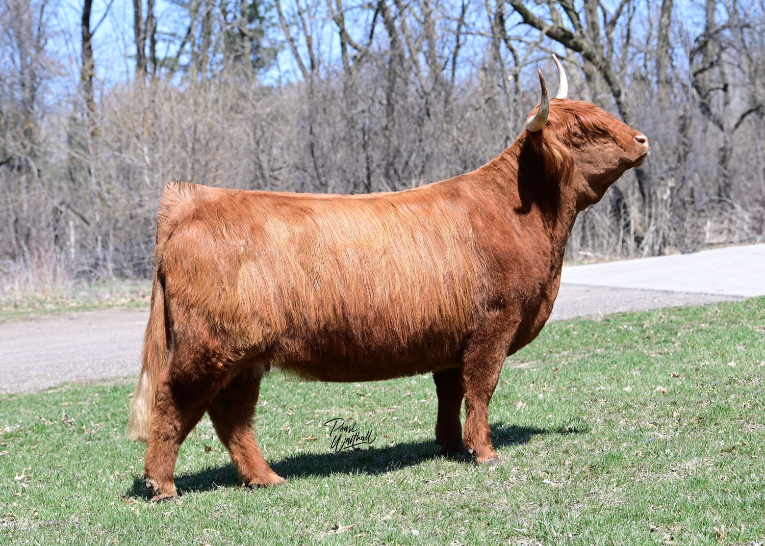 STR Harmony (58727) x GOF Broadstone 13B (24822) (Sexed for Heifers only)