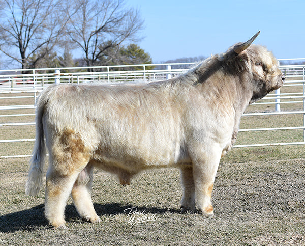 WL Genesis (ET,D) Highland Bull