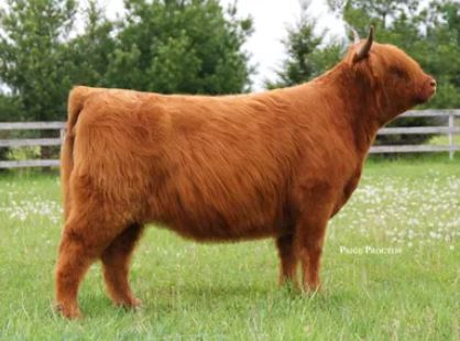 WL Hail to the Queen - Highland Cow. Dam to A Queen's Touch Highland Embryo