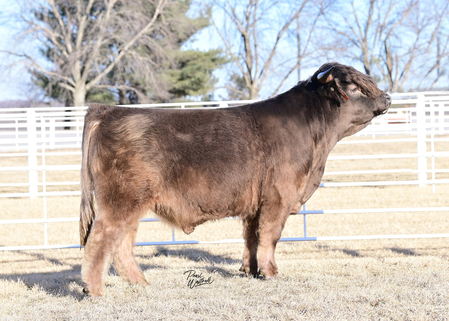 WL Jaguar (AI,D) Heifer Sex-Sorted Semen (CSS Qualified)