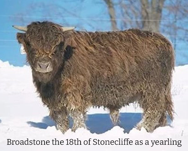 Broadstone 18th of Stonecliffe (D) Highland Bull as a yearling